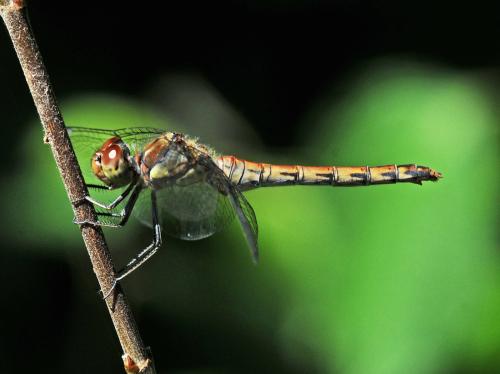 Sympetrum striolatum